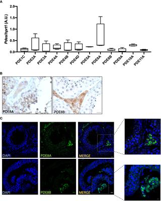 cAMP-specific phosphodiesterase 8A and 8B isoforms are differentially expressed in human testis and Leydig cell tumor